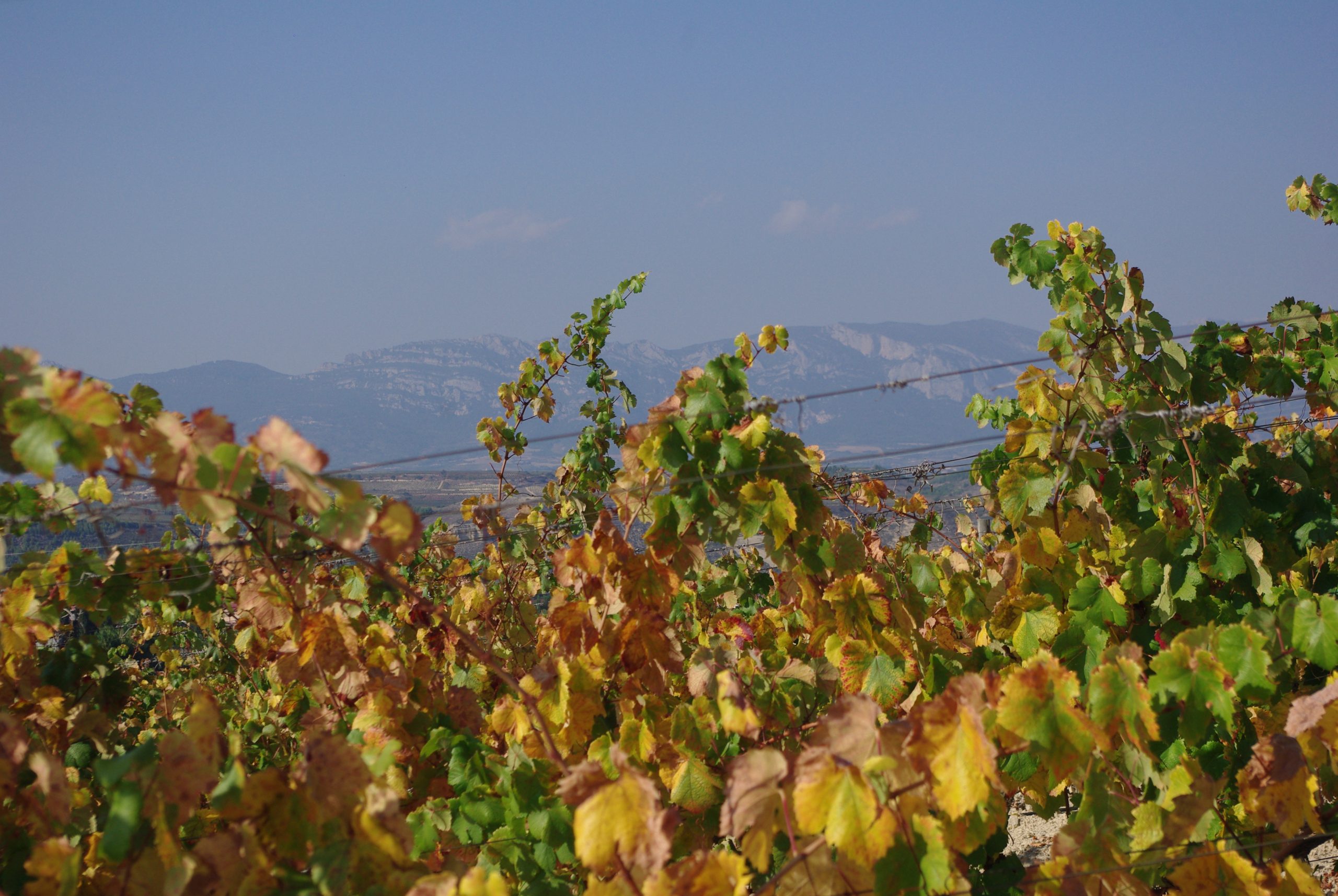 Finca Cienvacas Oak-Aged 2016 - Imagen 8