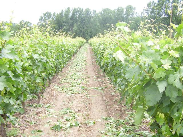 Finca Cienvacas Oak-Aged 2016 - Imagen 7